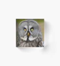 Great Grey Owl Acrylic Block