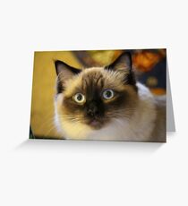 Beautiful RagDoll Cat Greeting Card
