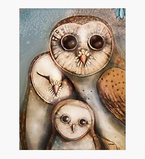 three wise owls Photographic Print
