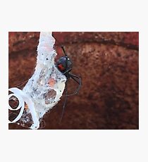 Black Widow Photographic Print