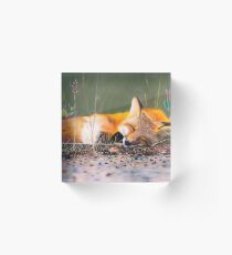 A sleeping fox Acrylic Block