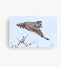 Great Gray Owl Canvas Print