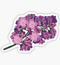 Lila Sticker