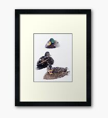 Nova Scotia Snow Birds Framed Print