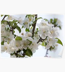 White Blossoms Poster