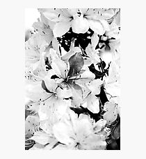 Spring Flowers Photographic Print