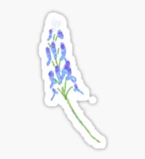 Bluebonnet Sticker