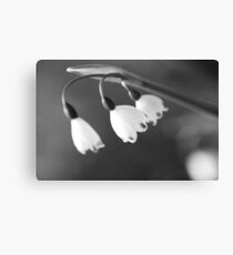 Belle Canvas Print