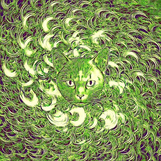 Hiding in fractal feathers