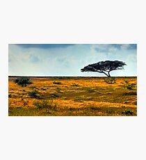 Lone Acacia Tree. Western Negev, Israel Photographic Print