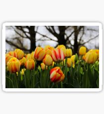 Multi color tulips background Sticker