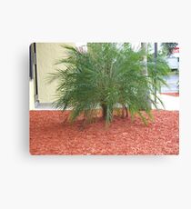 Shrub Canvas Print
