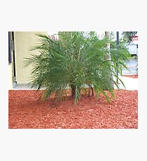 Shrub Photographic Print