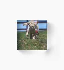 "Golden Retriever Puppy On The Run..." Acrylic Block