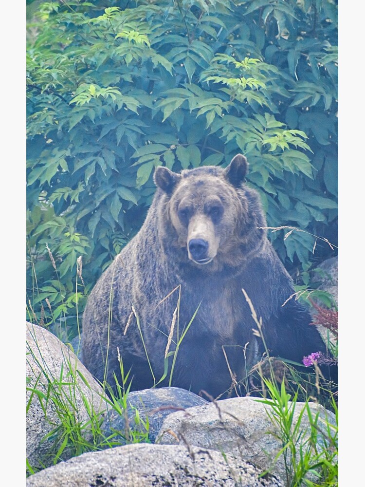 Grizzly in the Mist by taos