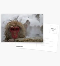 Japanese Snow Monkey Postcards