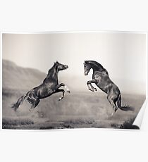 Horses battle Poster