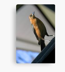 Scavenger Canvas Print