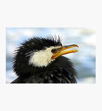Does It Make Any Difference! - Shag/Cormorant - Queenstown NZ Photographic Print