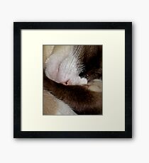 Sleeping Ali Angel Framed Print