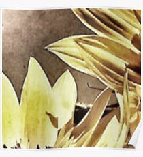 Penticton Sunflowers Poster