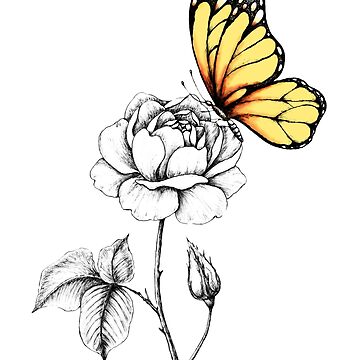 my drawing of a butterfly. by kittycat727 on deviantART | Butterfly sketch, Butterfly  drawing, Flower drawing