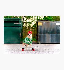 Westminster Dog Show Drop Out - Skateboarding Chihuahua Dog Photographic Print