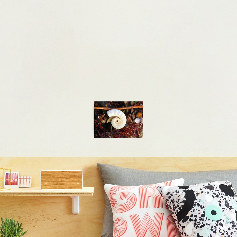 Empty Shell Syndrome Photographic Print