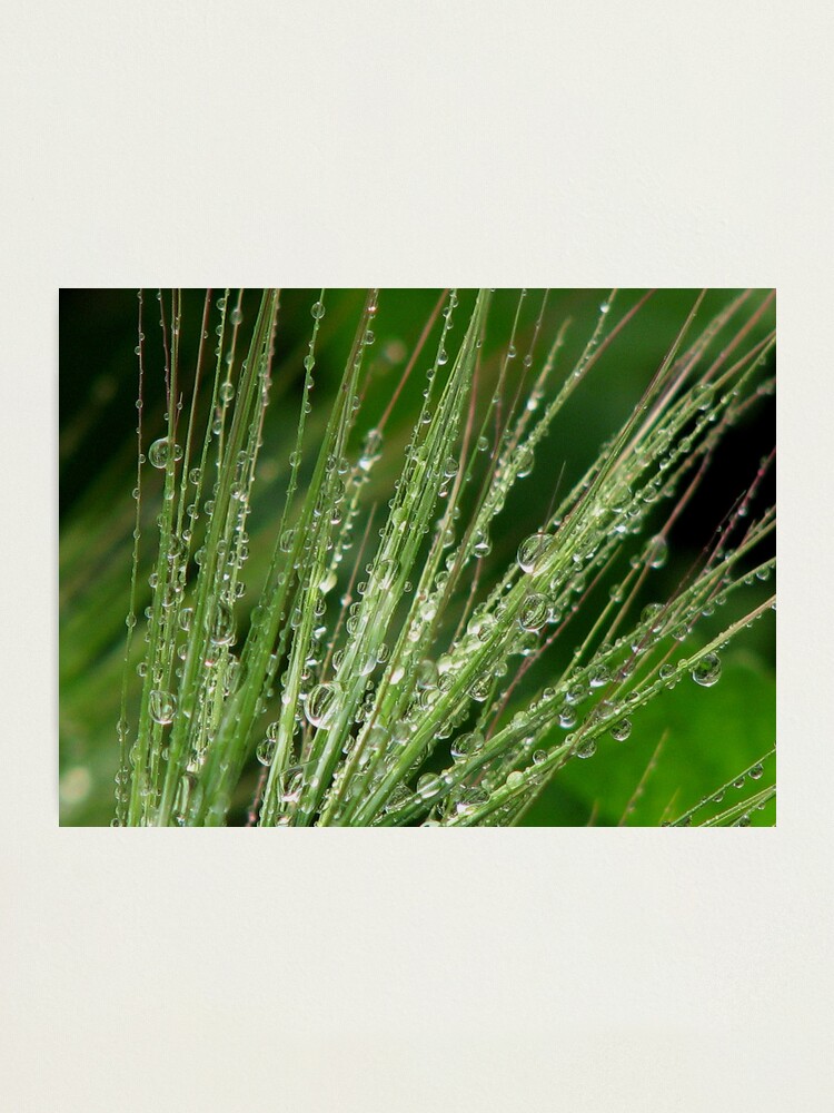 Alternate view of Spindly Orbs Photographic Print