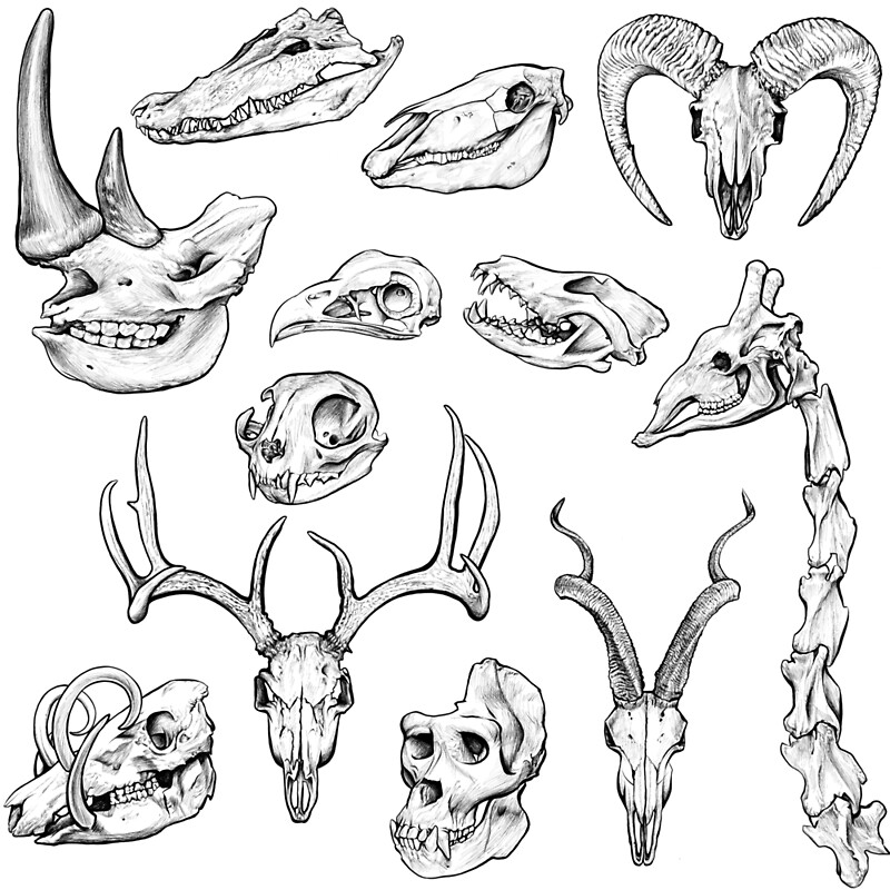 "Animal skull ink sketch" by Kylie Yang | Redbubble