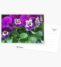 Purple pansies Postcards