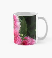 Rosa Dianthus Tasse (Standard)