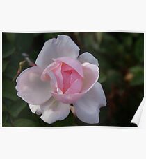 Blushing Bride Poster