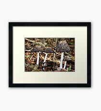 Shaggy Ink Cap Framed Print