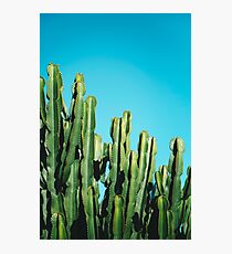 Cactus Photographic Print