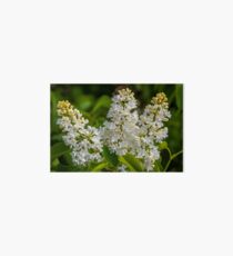 Flower macro Art Board