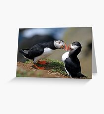 Puffin Courtship Greeting Card