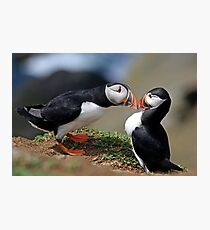 Puffin Courtship Photographic Print