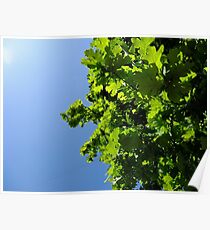 Lush Leafy Green Poster