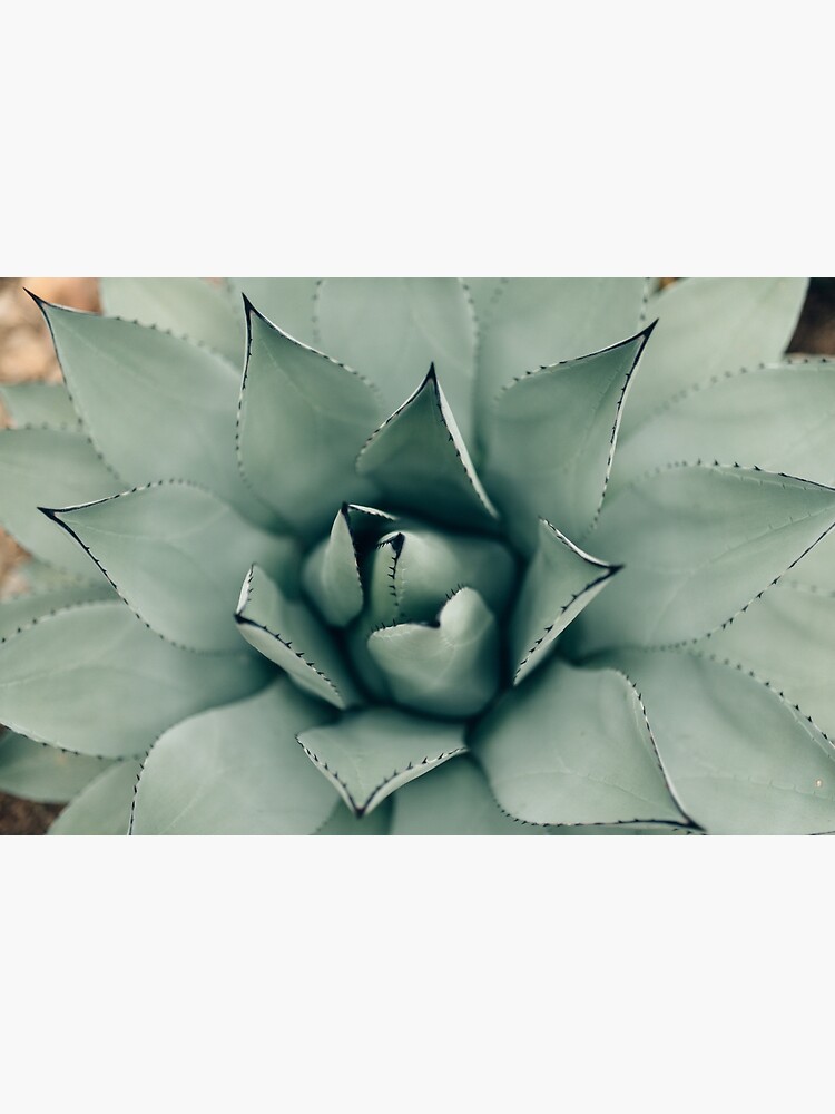 Desert Rose by chelseavictoria
