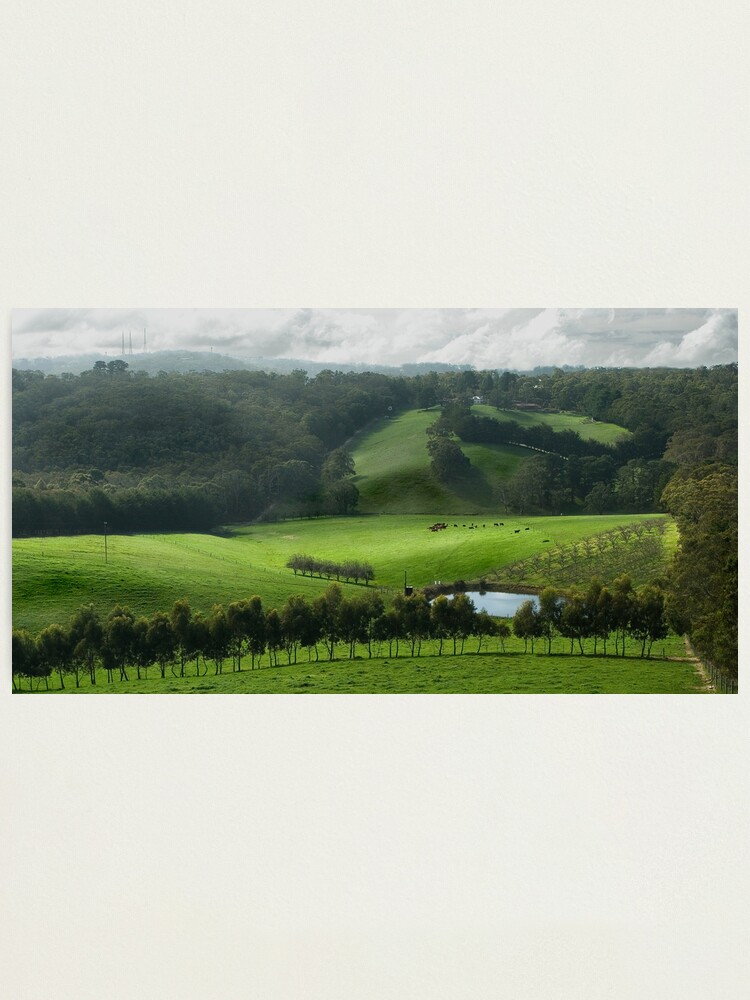 Alternate view of Adelaide Hill's in Green. Photographic Print
