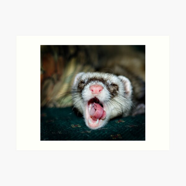 Love is a Ferret. Art Print