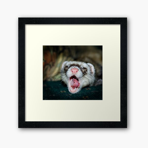 Love is a Ferret. Framed Art Print