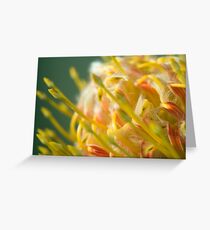 Proteaceae Leucospermum aka Pincushion 1 Greeting Card