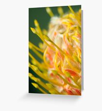 Proteaceae Leucospermum aka Pincushion 2 Greeting Card