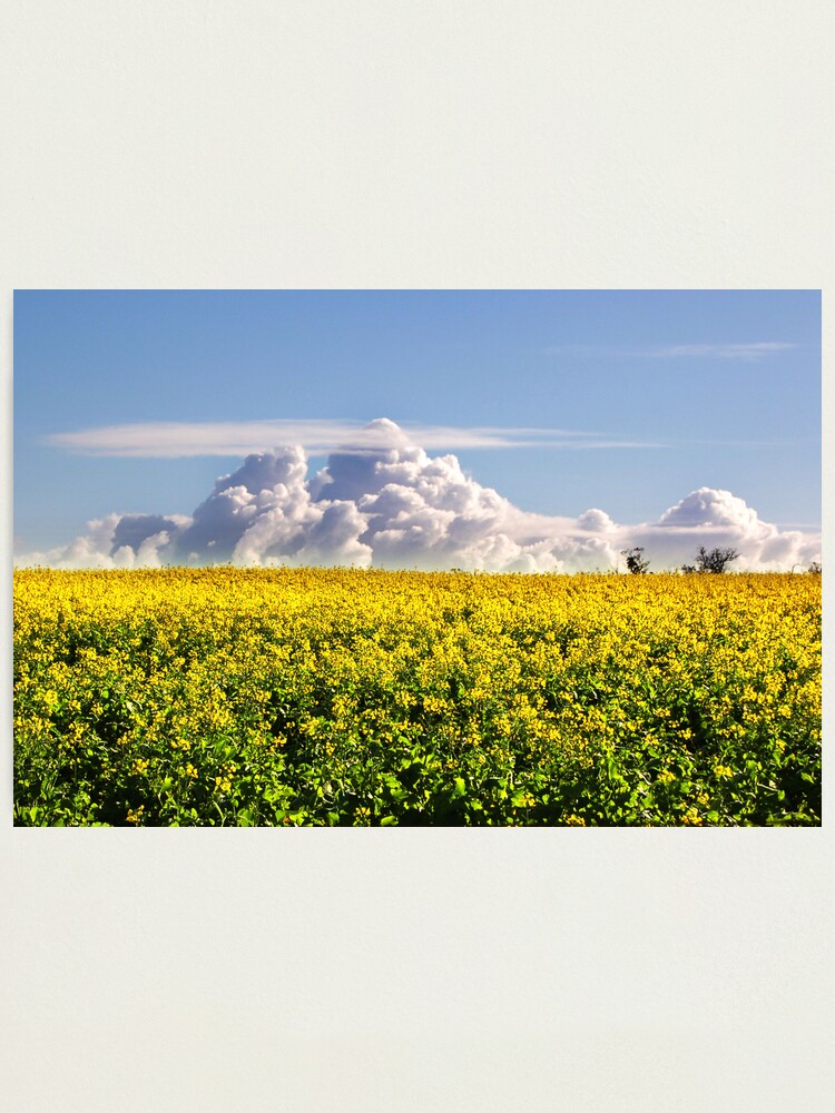 Alternate view of Canola Crops and Clouds Photographic Print