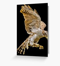 Northern Goshawk Greeting Card