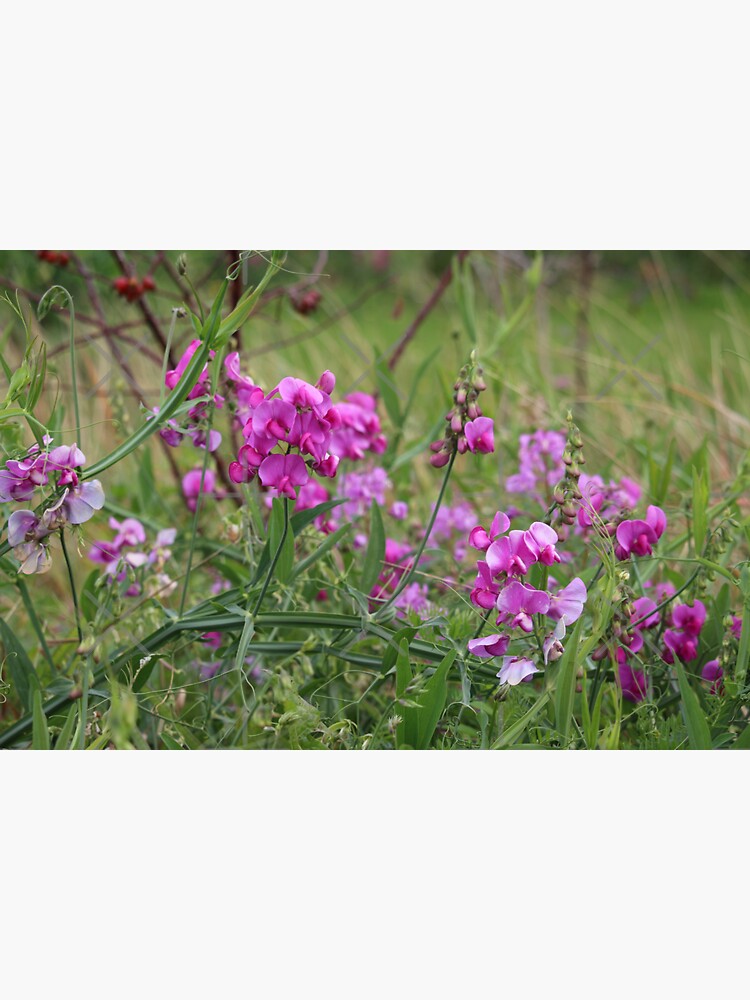 Wild Sweetpeas by debfaraday
