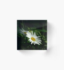 Bloque acrílico Daisy Innocence
