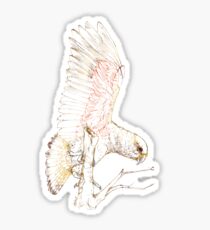 Mr Kea, New Zealand native bird Sticker